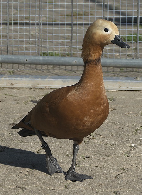 严密压制